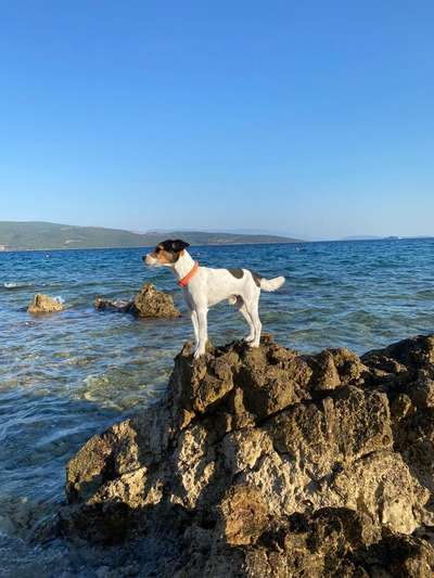 Foto's und Hundemodels-Beitrag-Bild