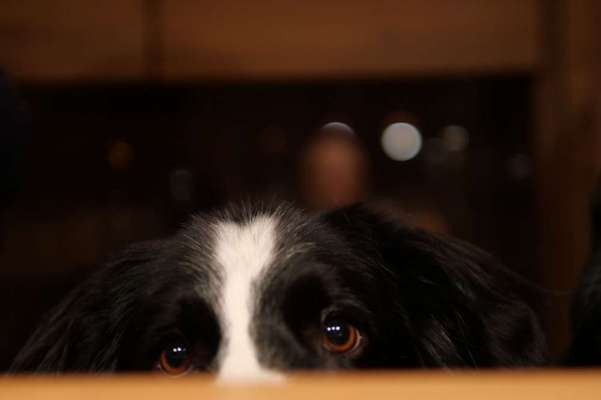 Zeigt mir die tollste Nahaufnahme von eurer Fellnase-Beitrag-Bild