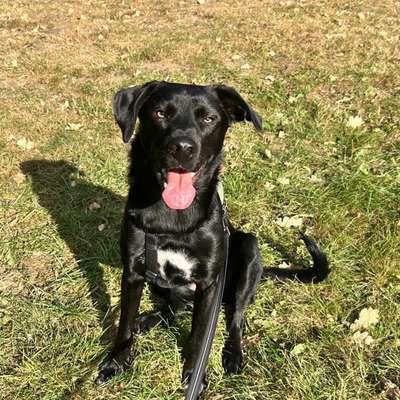 Hundetreffen-Gassirunde/Spielrunde gesucht-Bild