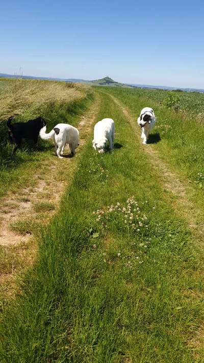 Hundeauslaufgebiet-Auf der Höte zwischen Daseburg/Rösebeck/Liebenau-Bild