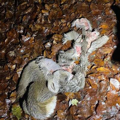 Giftköder-Überreste vom Fuchs-Bild