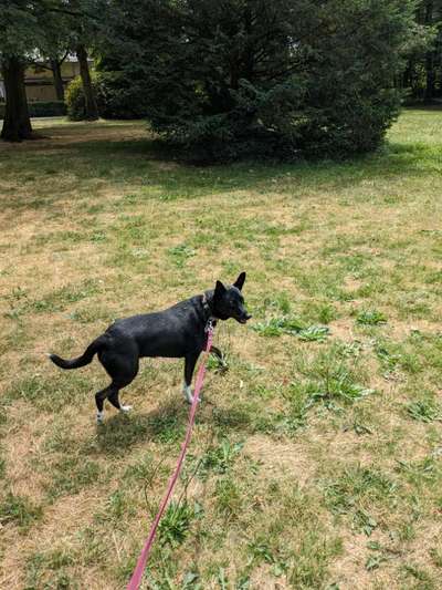 Hundetreffen-Gassirunde Fasanerie, Main oder flexibel in Stadtnähe-Bild