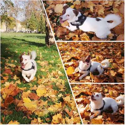 Hundetreffen-Gemeinsame Hunderunde-Bild
