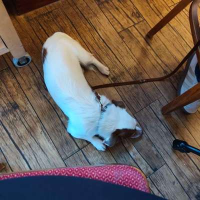 Gehören Hunde ins Restaurant?-Beitrag-Bild