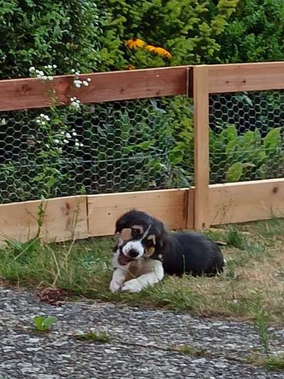 Mischlinge raten - Rätselspaß-Beitrag-Bild