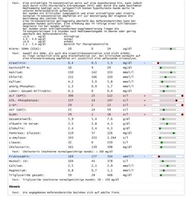 Dringende Hilfe: Hund isst nichts/Apathie-Beitrag-Bild