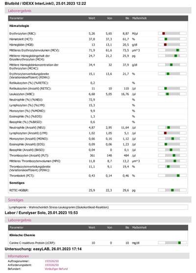 Dringende Hilfe: Hund isst nichts/Apathie-Beitrag-Bild