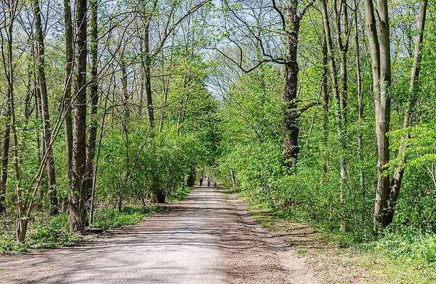 Hundeauslaufgebiet-Lauersforter Wald-Bild