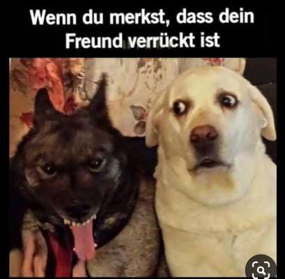 Hunde Memes-Beitrag-Bild