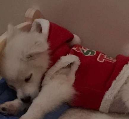 Welpen Bilder !-Beitrag-Bild