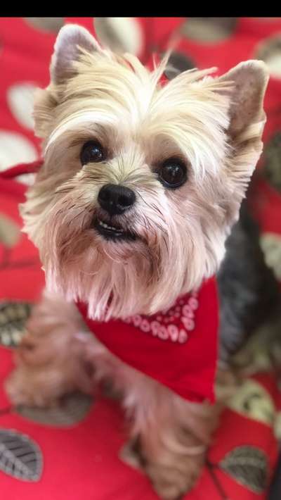 Die Dogorama Kalender Challenge Titelbild-Beitrag-Bild