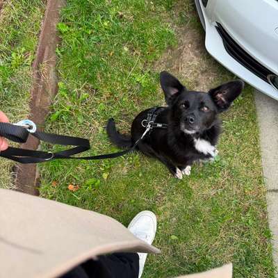 Hundetreffen-Hundetreffen / Spiel- und oder Trainingstreff-Bild