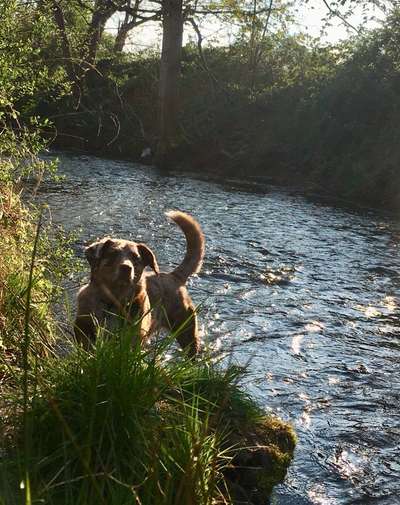 Hundeauslaufgebiet-Rümminger Moss-Bild