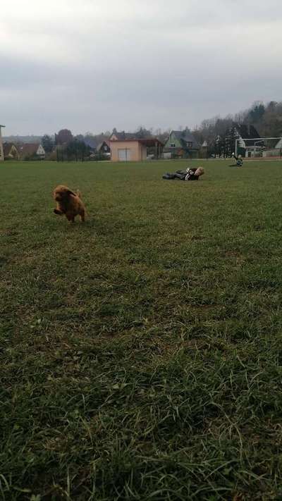 Hundetreffen-Welpen treffen ldk Ku/Kc/Hof-Bild