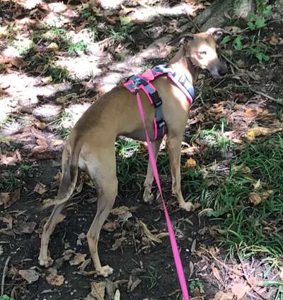 Fotochallenge No. 26                                     Wald und Wiese-Beitrag-Bild