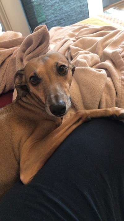 Windhunde - Treffen der besonderen Schönheiten
HERZLICH WILLKOMMEN-Beitrag-Bild