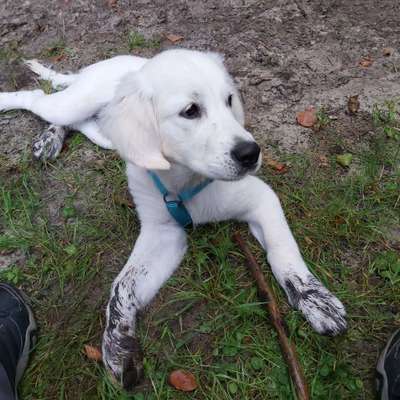 Wo sind die Golden Retriever Liebhaber?-Beitrag-Bild