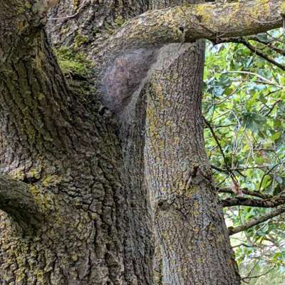 Giftköder-EPS Steller Heide-Bild