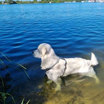 Wo sind die Golden Retriever Liebhaber?-Beitrag-Bild