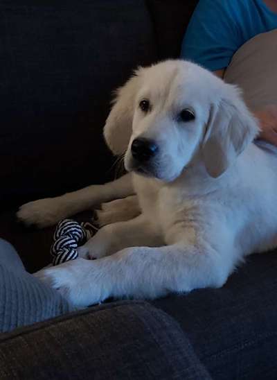 Wo sind die Golden Retriever Liebhaber?-Beitrag-Bild