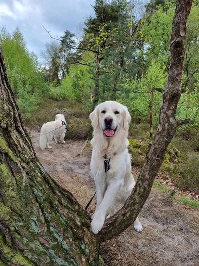 Wo sind die Golden Retriever Liebhaber?-Beitrag-Bild