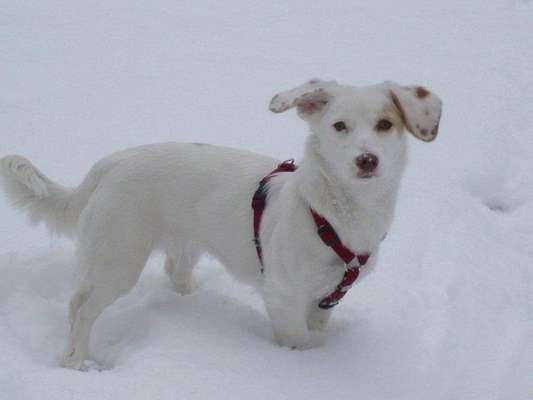 Fotochallenge 61 ~ Schnee-Beitrag-Bild