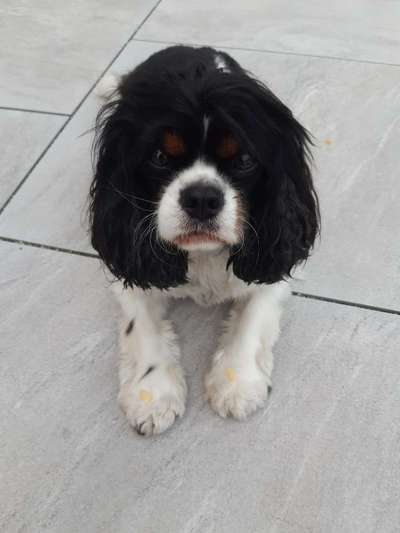 Cavaliere im Raum Böblingen/Stuttgart-Beitrag-Bild