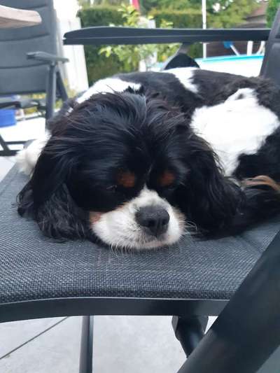 Cavalier King Charles Spaniel?-Beitrag-Bild