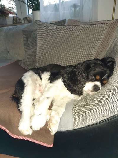 Cavalier King Charles Spaniel?-Beitrag-Bild