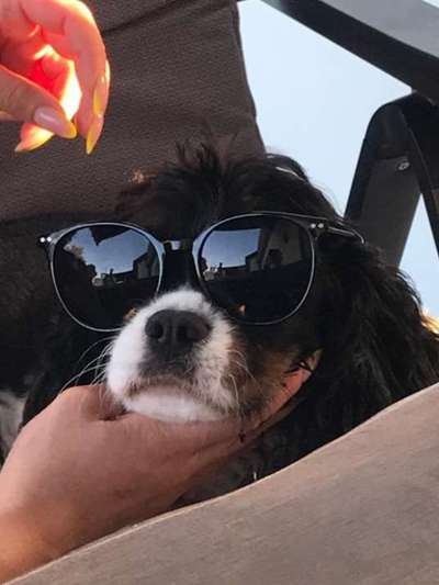 Cavalier King Charles Spaniel?-Beitrag-Bild