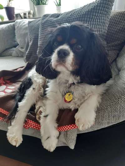 Cavaliere im Raum Böblingen/Stuttgart-Beitrag-Bild