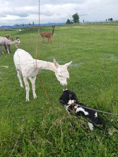 Cavalier King Charles Spaniel?-Beitrag-Bild