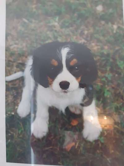 Cavalier King Charles Spaniel?-Beitrag-Bild