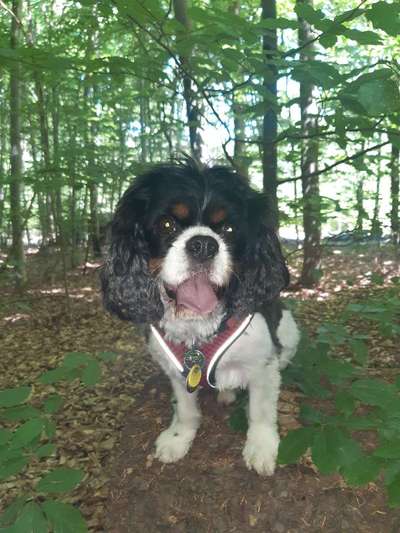 Cavalier King Charles Spaniel?-Beitrag-Bild