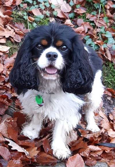 Cavalier King Charles Spaniel?-Beitrag-Bild