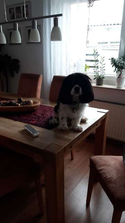 Cavalier King Charles Spaniel?-Beitrag-Bild