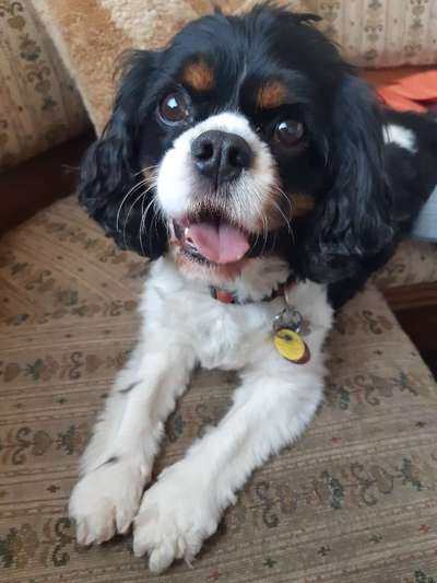 Cavalier King Charles Spaniel?-Beitrag-Bild