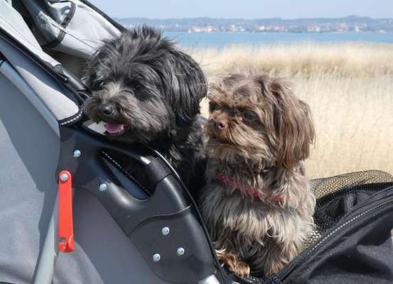 Hundetreffen-Spaziergang in und um Biberach-Bild