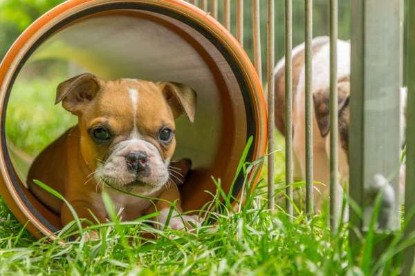 Welpen Bilder !-Beitrag-Bild