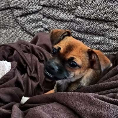 Hundetreffen-Da kann man sich dann aussprechen-Bild