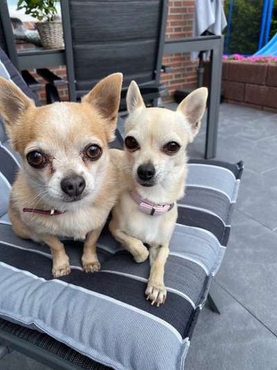 Wo sind die Chihuahua Besitzer ?-Beitrag-Bild