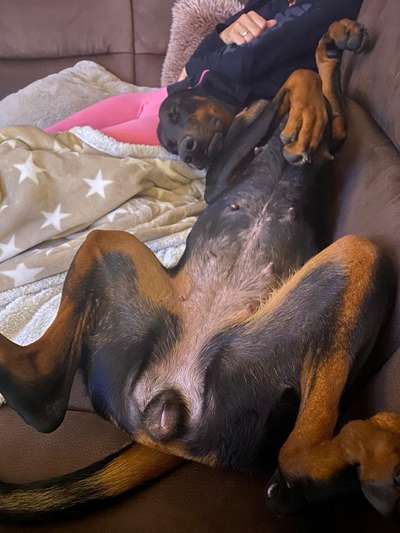 Die Dogorama Wochen Challenge-Beitrag-Bild