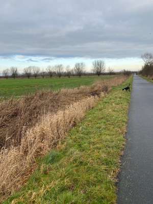 Hundeauslaufgebiet-Am Leeghamm-Bild