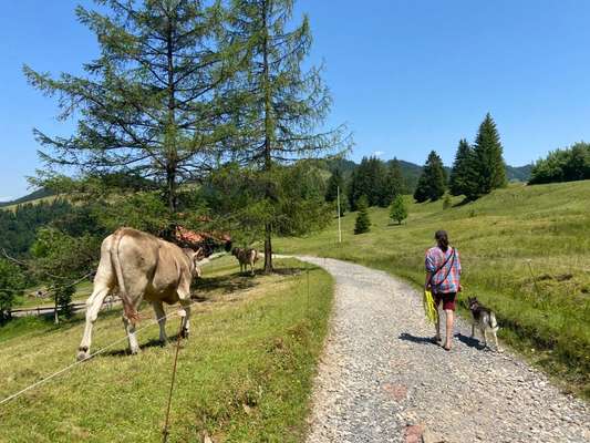 35. Impulskontrollübung "Kontakt mit anderen Tieren"-Beitrag-Bild