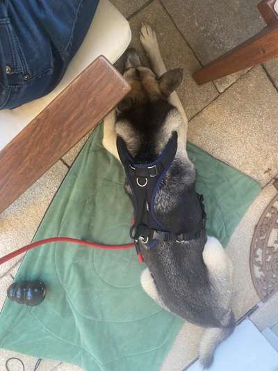 34. Impulskontrollübung "Ruhe an fremden Orten"-Beitrag-Bild