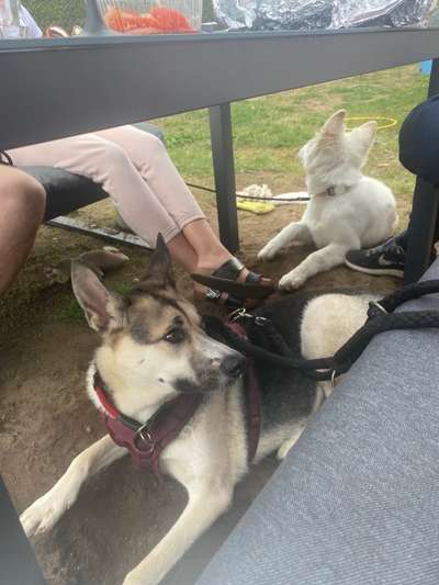 34. Impulskontrollübung "Ruhe an fremden Orten"-Beitrag-Bild