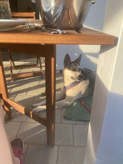 34. Impulskontrollübung "Ruhe an fremden Orten"-Beitrag-Bild