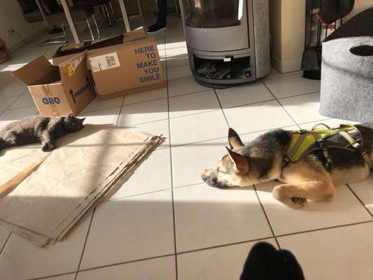 35. Impulskontrollübung "Kontakt mit anderen Tieren"-Beitrag-Bild