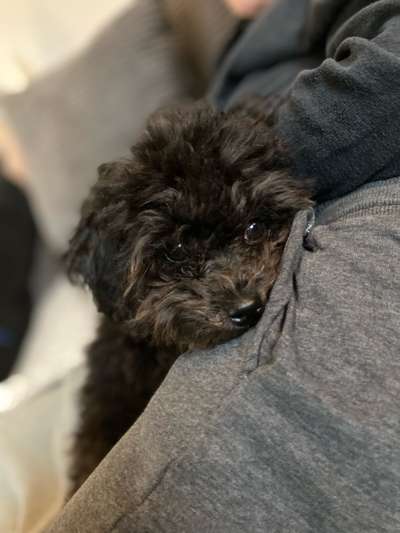 Hundetreffen-Welpen-Treff im Luisenpark gesucht-Bild