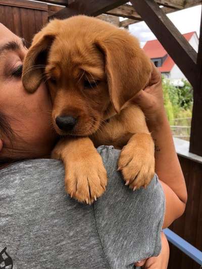 Welpen Bilder !-Beitrag-Bild